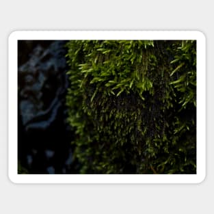 Moss Sticker